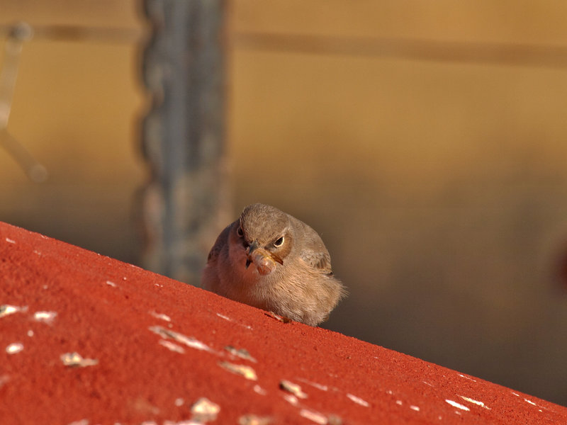 Bird, Namib Desert Lodge